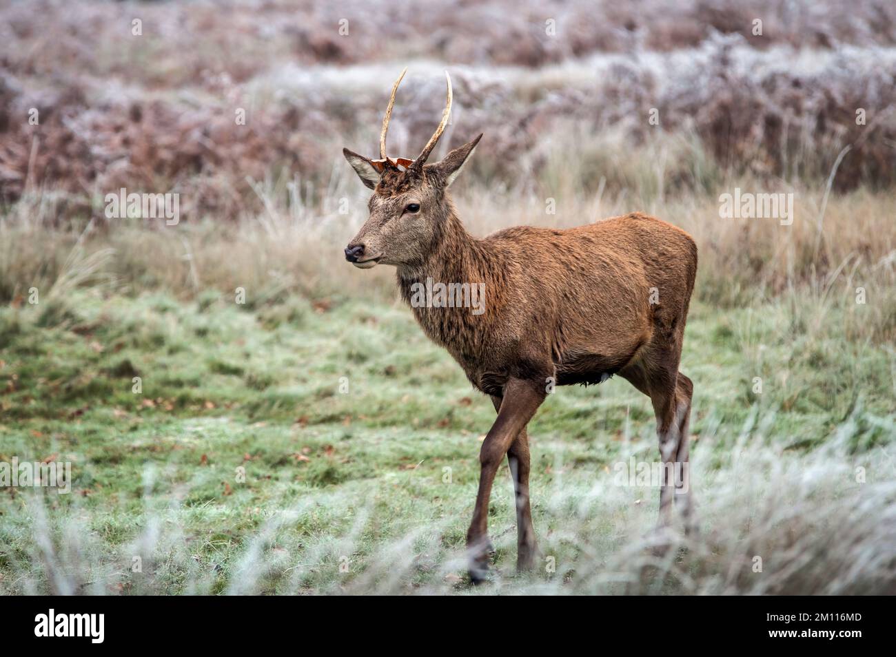Young stag deer on the move Stock Photo