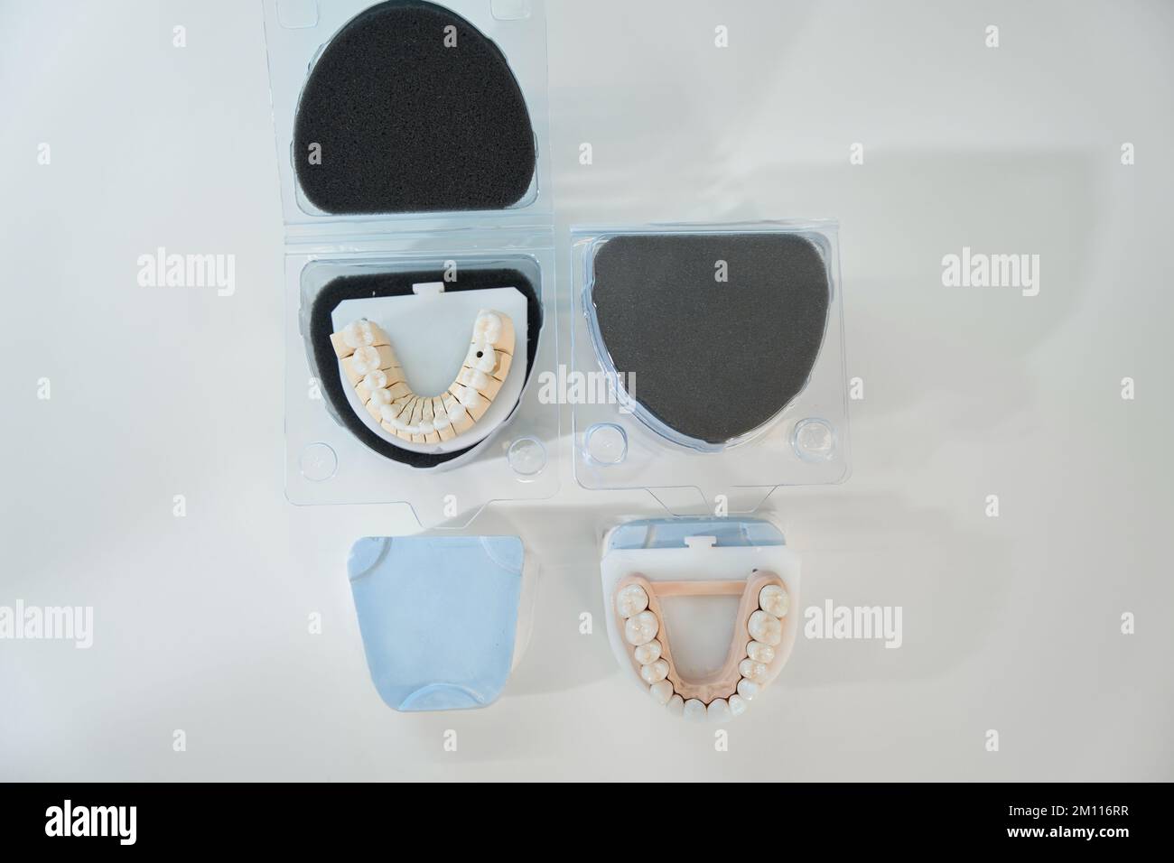 Maxillary and mandibular dentition designed for medical students and patients Stock Photo