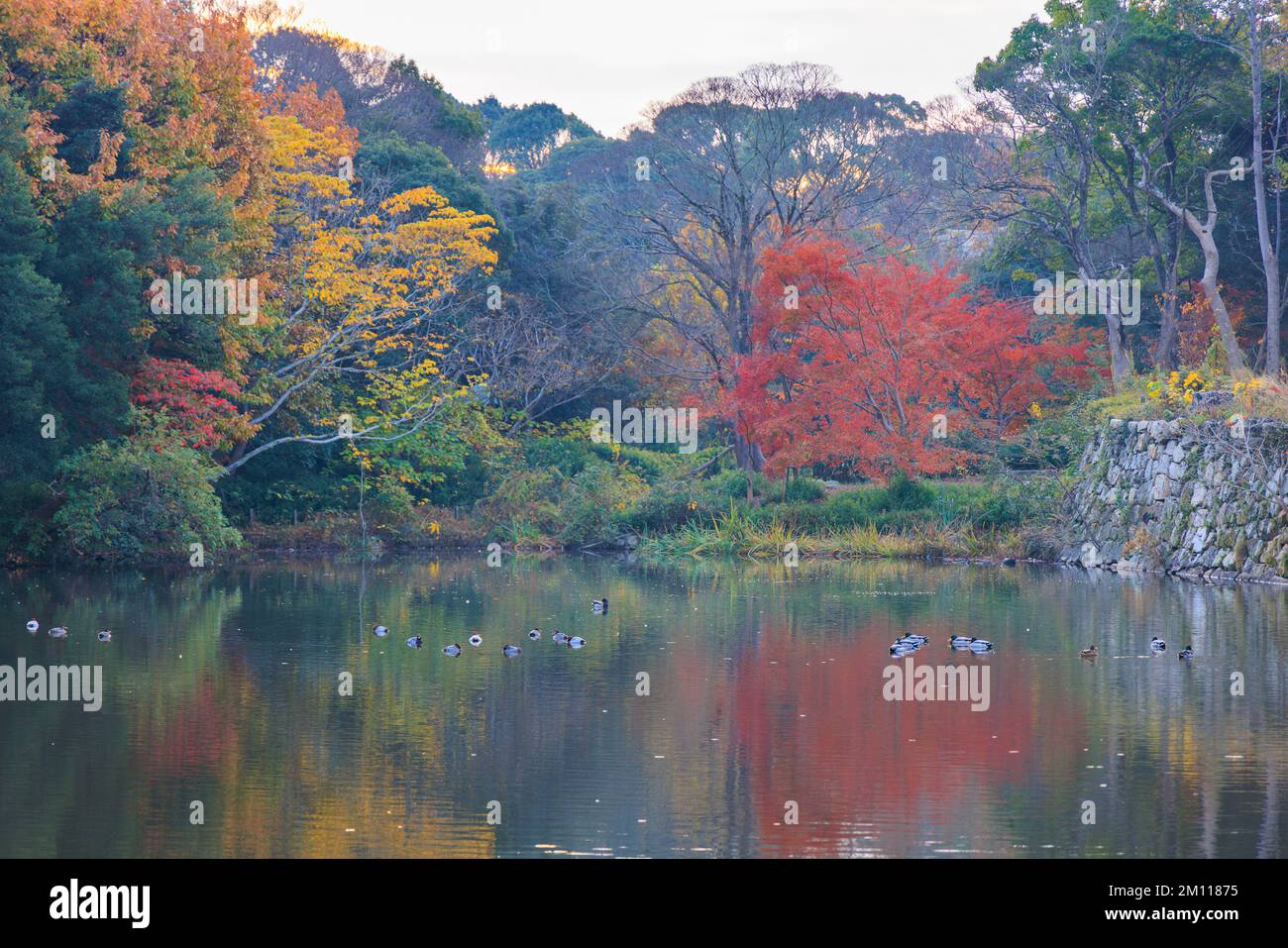Ducks float on calm pond by trees in full fall color Stock Photo