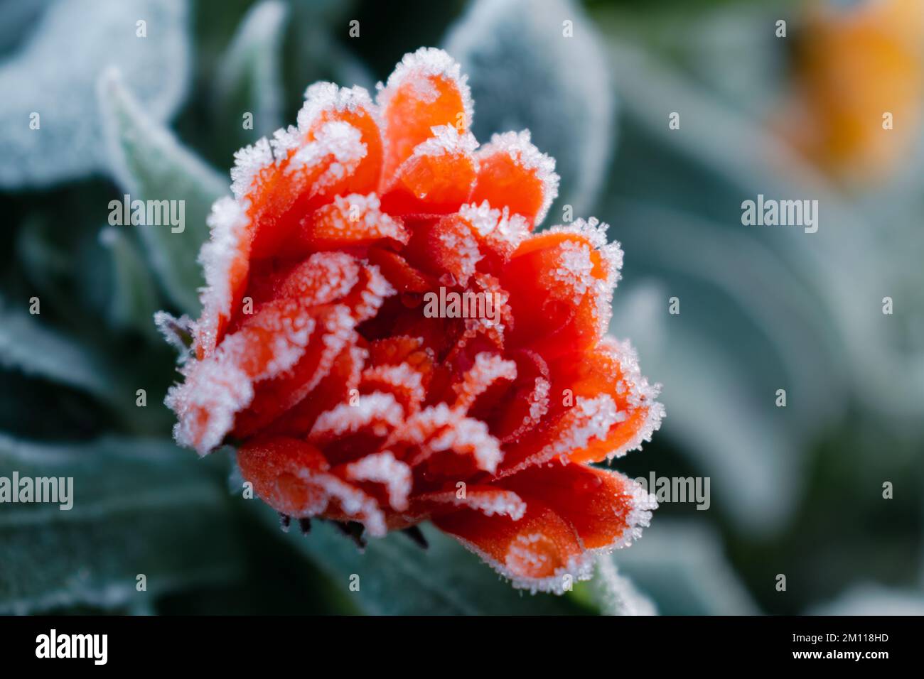 Beautiful frozen orange marigold in winter, morning early frost in