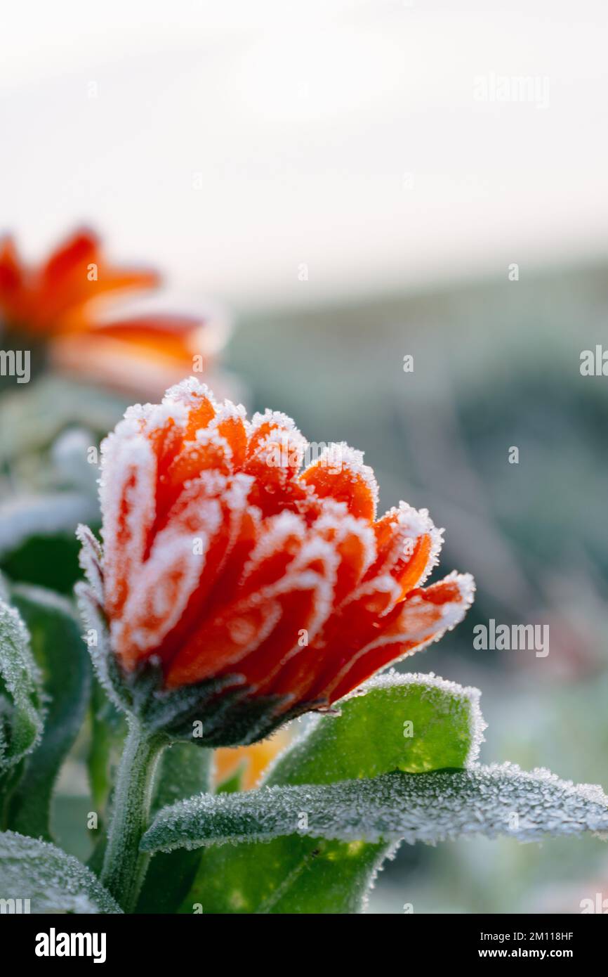 Beautiful frozen orange marigold in winter, morning early frost in
