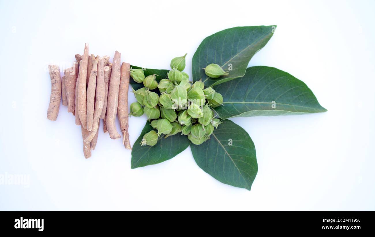 Ashwagandha Dry Root Medicinal Herb with Fresh Leaves, also known as