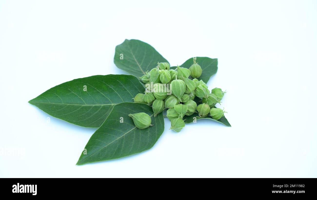 Ashwagandha Dry Root Medicinal Herb With Fresh Leaves Also Known As Withania Somnifera