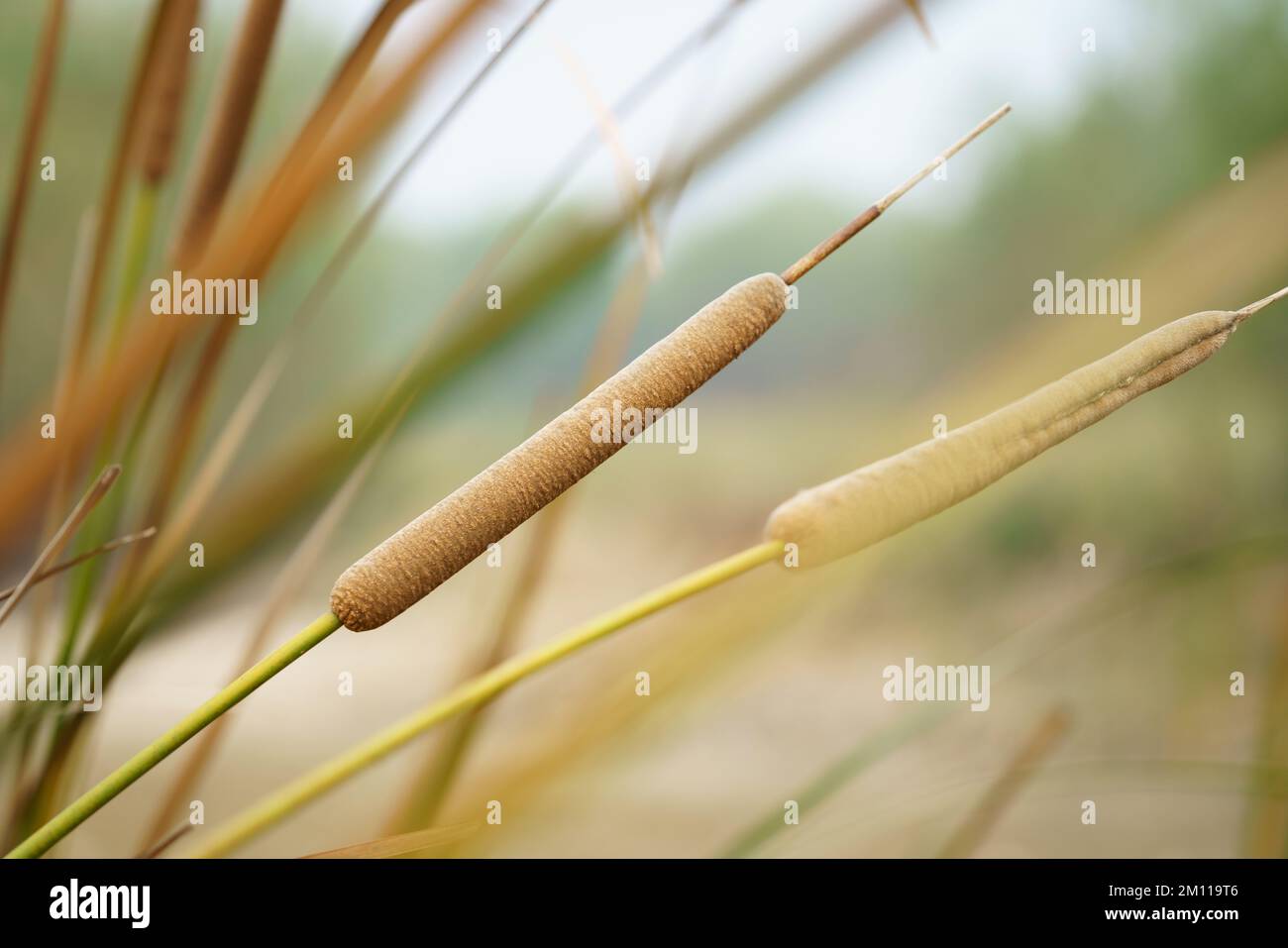 Cattails bulrush beside river. It has another vivid name corn dog grass Stock Photo Alamy