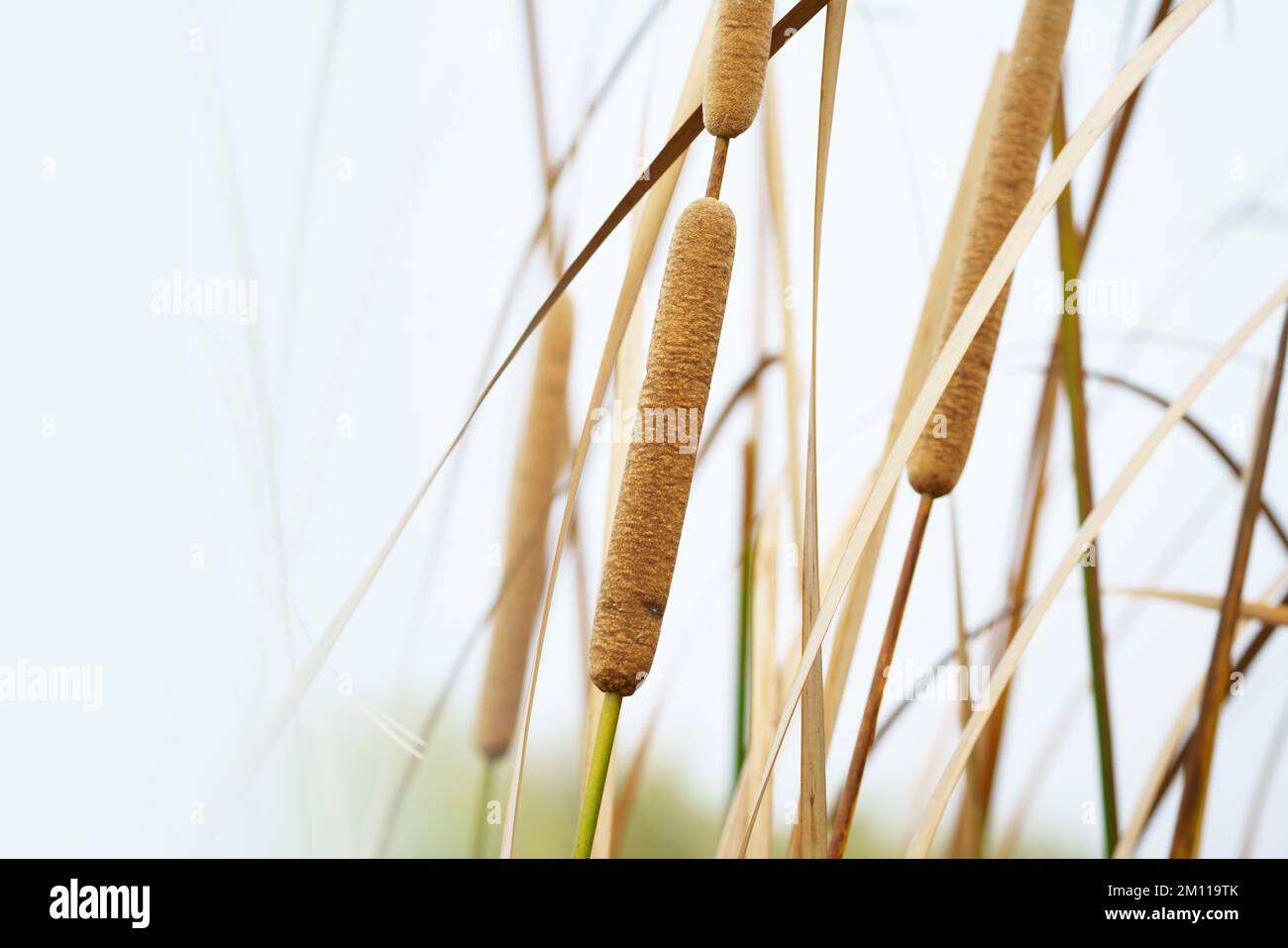 Cattails bulrush beside river. It has another vivid name corn dog grass Stock Photo Alamy