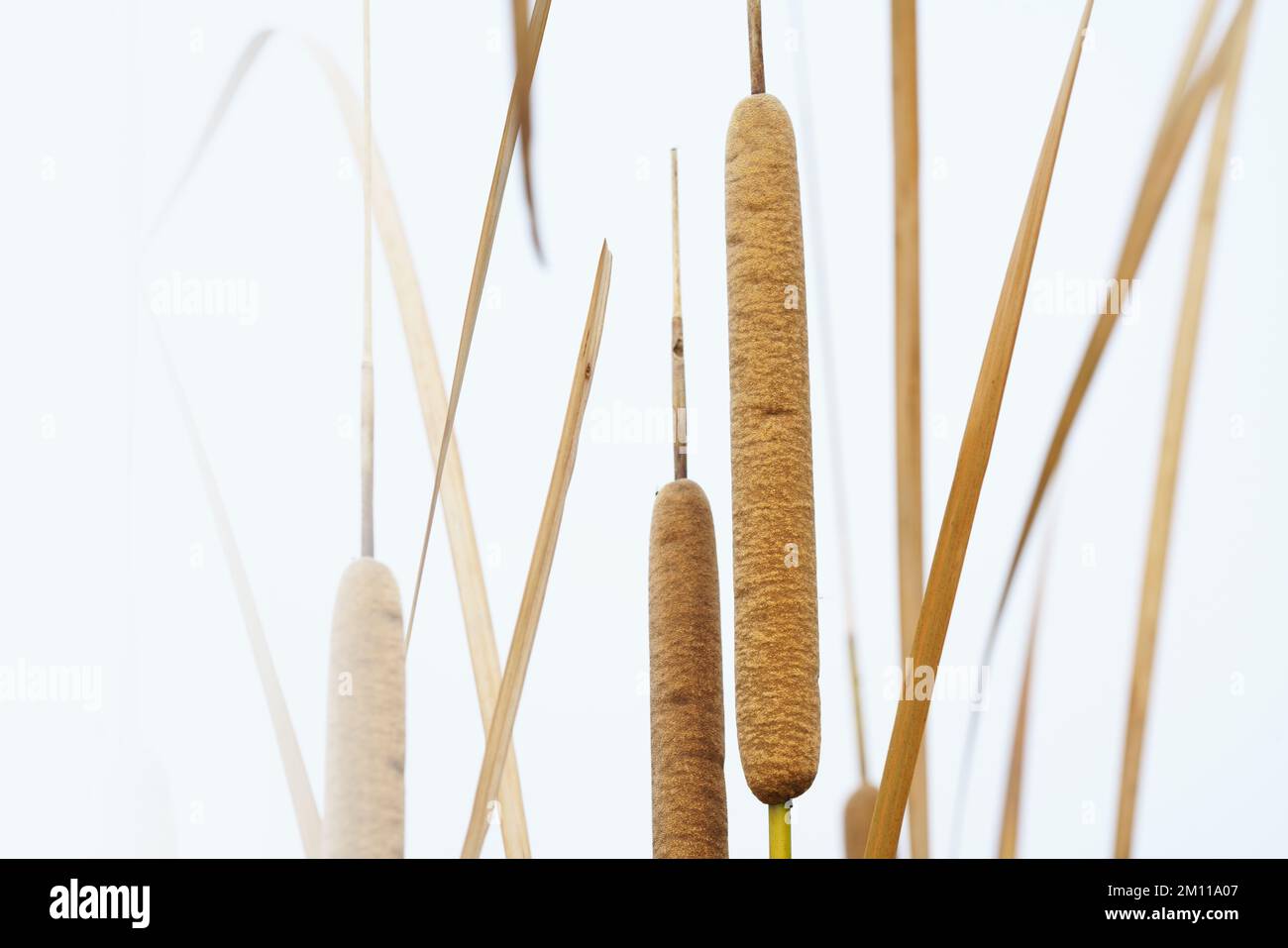 Cattails bulrush beside river. It has another vivid name corn dog grass Stock Photo Alamy