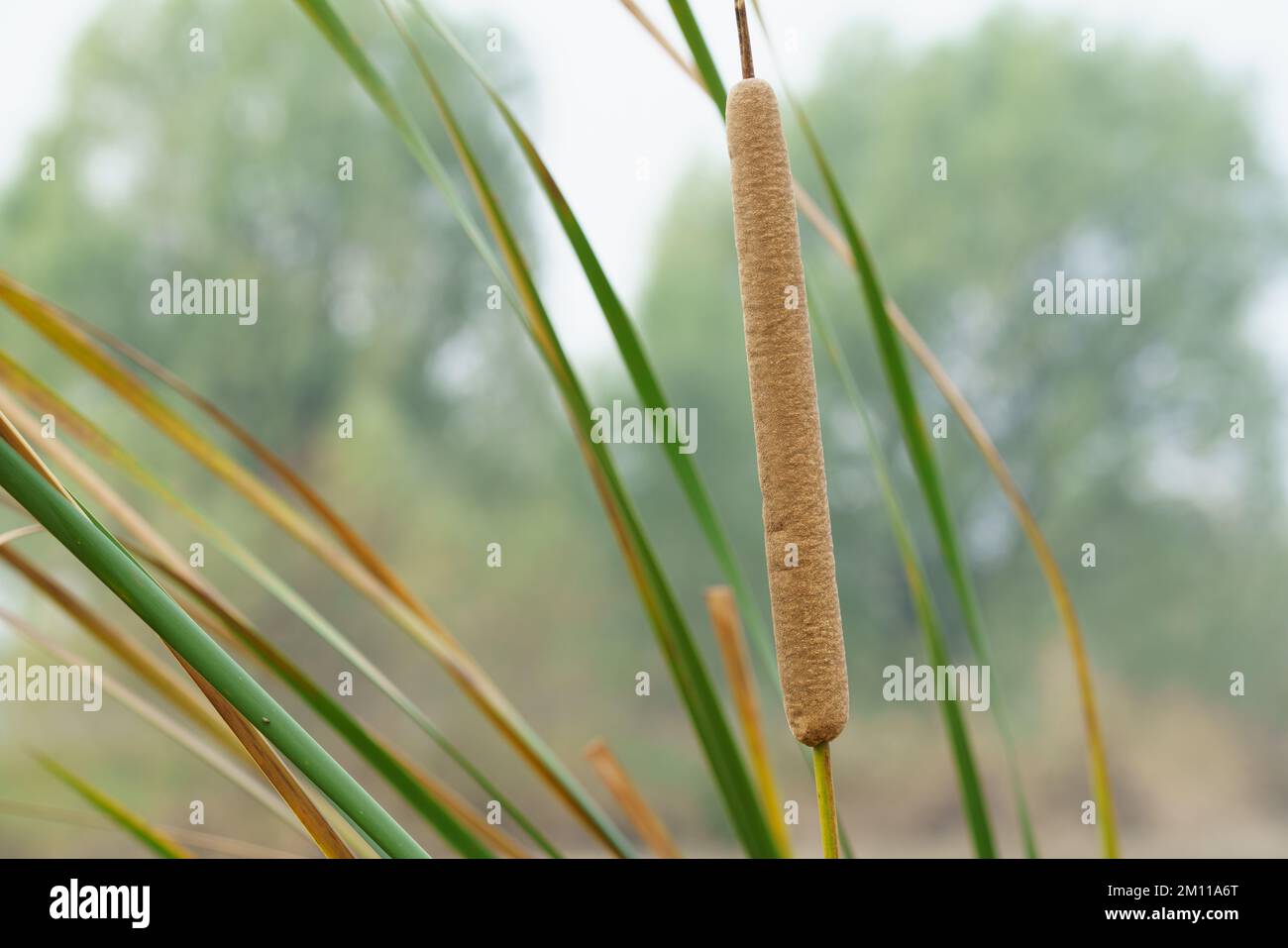 Cattails bulrush beside river. It has another vivid name corn dog grass Stock Photo Alamy