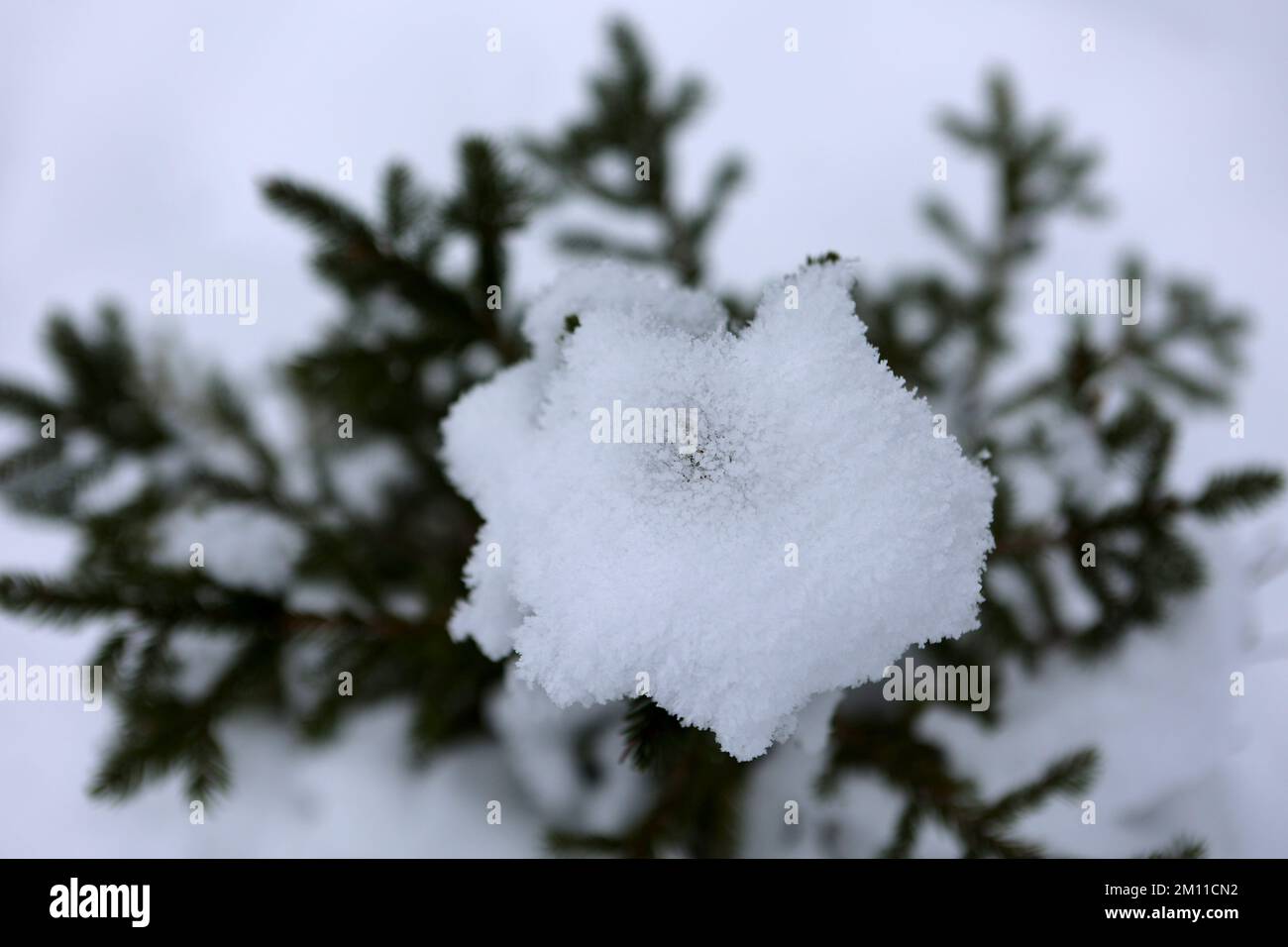 Non Exclusive: YABLUNYTSIA, UKRAINE - DECEMBER 1, 2022 - Snow covers a spruce tree in the Carpathian Mountains in winter, Yablunytsia village, Ivano-F Stock Photo