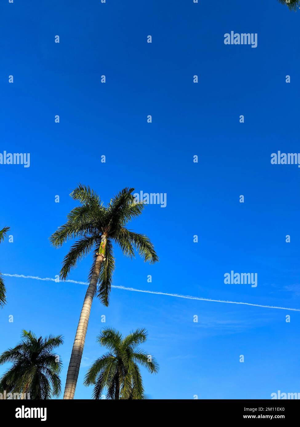 Beautiful coconut palm tree with amazing vivid sky Stock Photo - Alamy