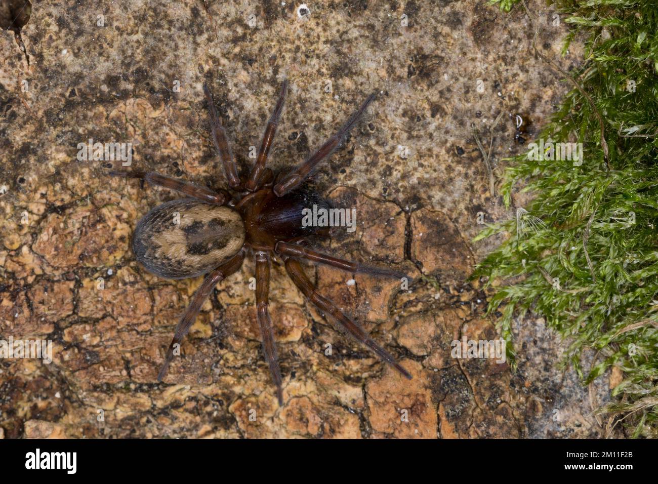 Ahnliche fensterspinne hires stock photography and images Alamy