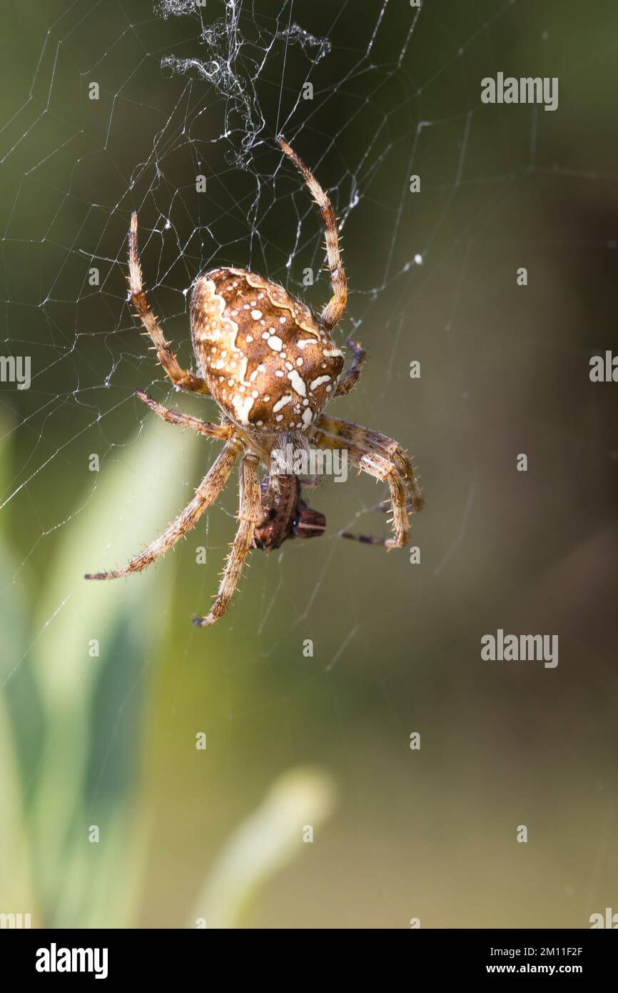 Garten Kreuzspinne Gartenkreuzspinne Gemeine Kreuzspinne Araneus garten-kreuzspinne-gartenkreuzspinne-gemeine-kreuzspinne-araneus