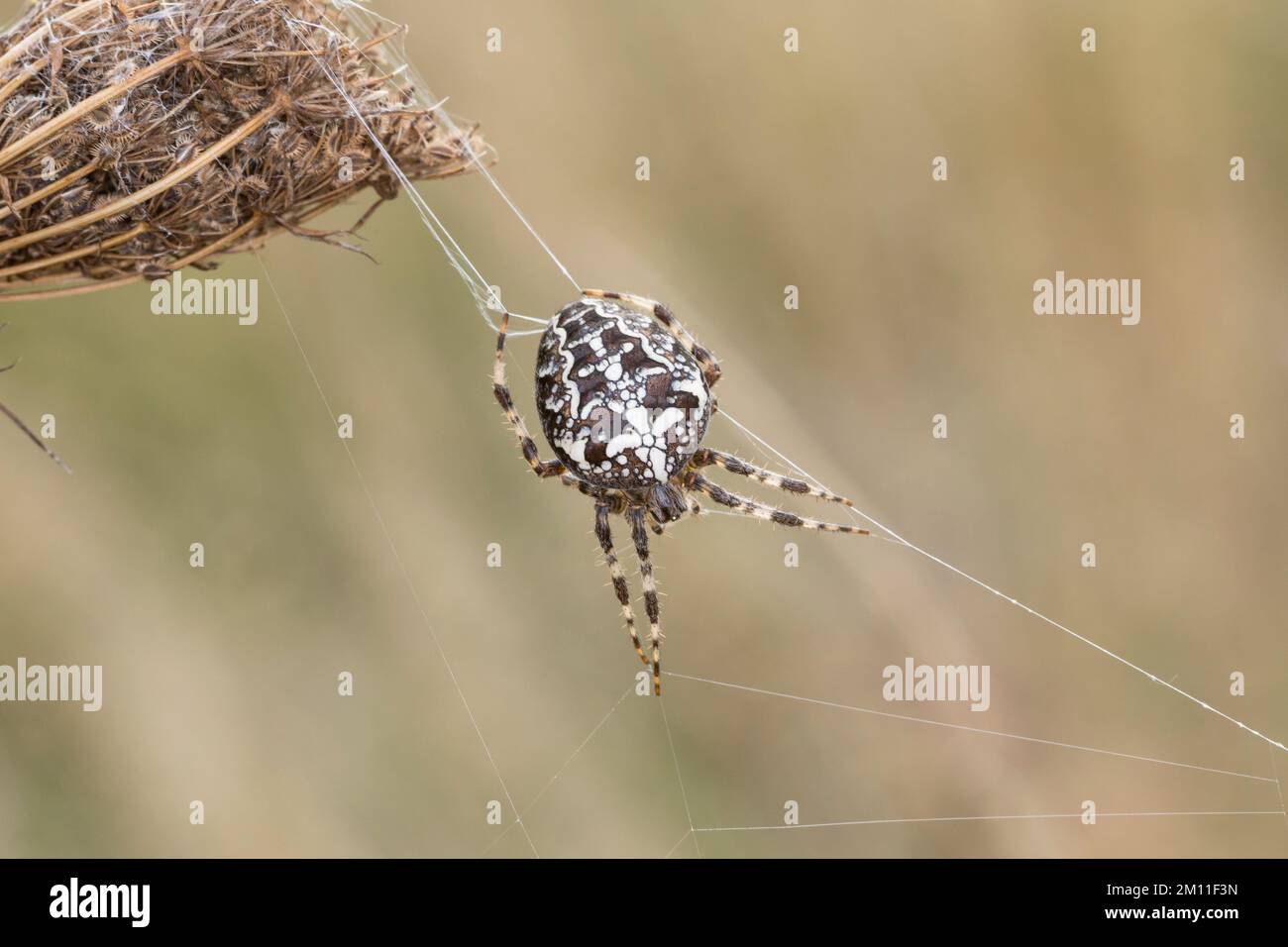Spinder Croos Garten-Kreuzspinne, Gartenkreuzspinne, Gemeine Kreuzspinne, Araneus ...