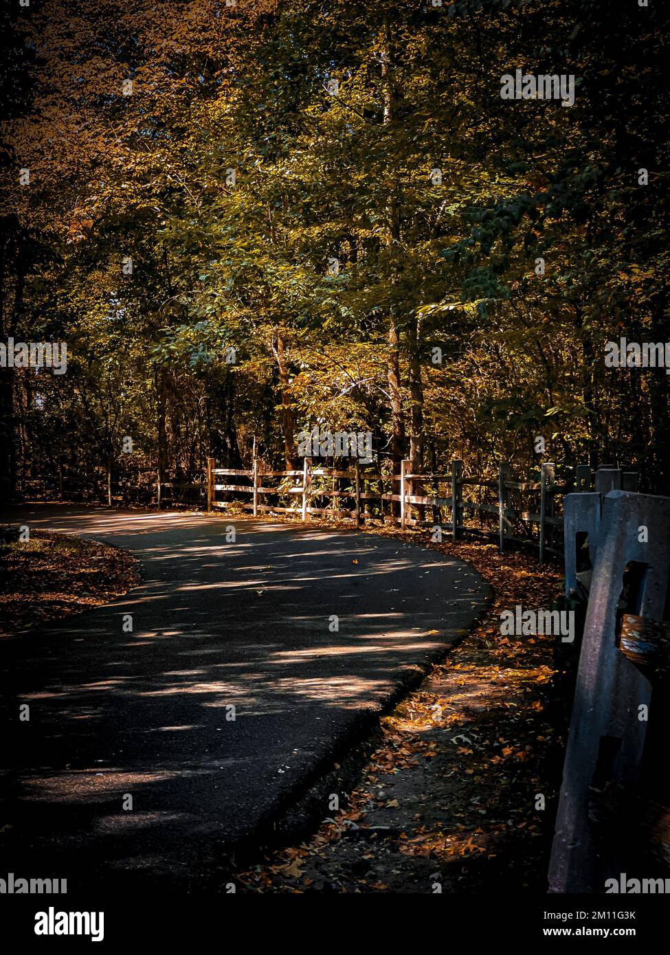 A vertical view of an empty road surrounded by autumn trees in