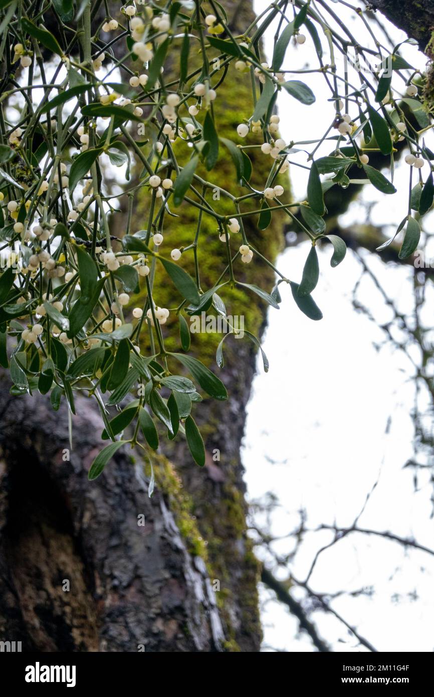 European mistletoe . Europäische Mistel .  Viscum album Stock Photo