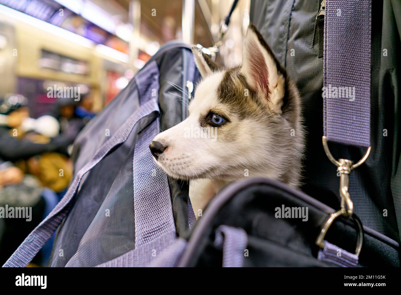 New York. Manhattan. United States. Dog in a bag in the subway Stock Photo Alamy