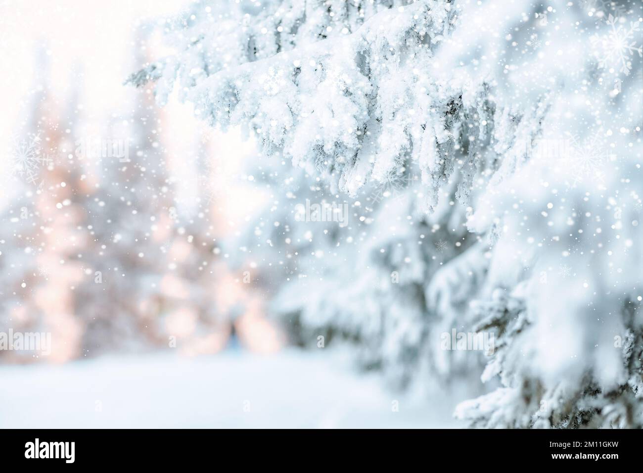 snow covered pine trees amazing winter background Stock Photo - Alamy