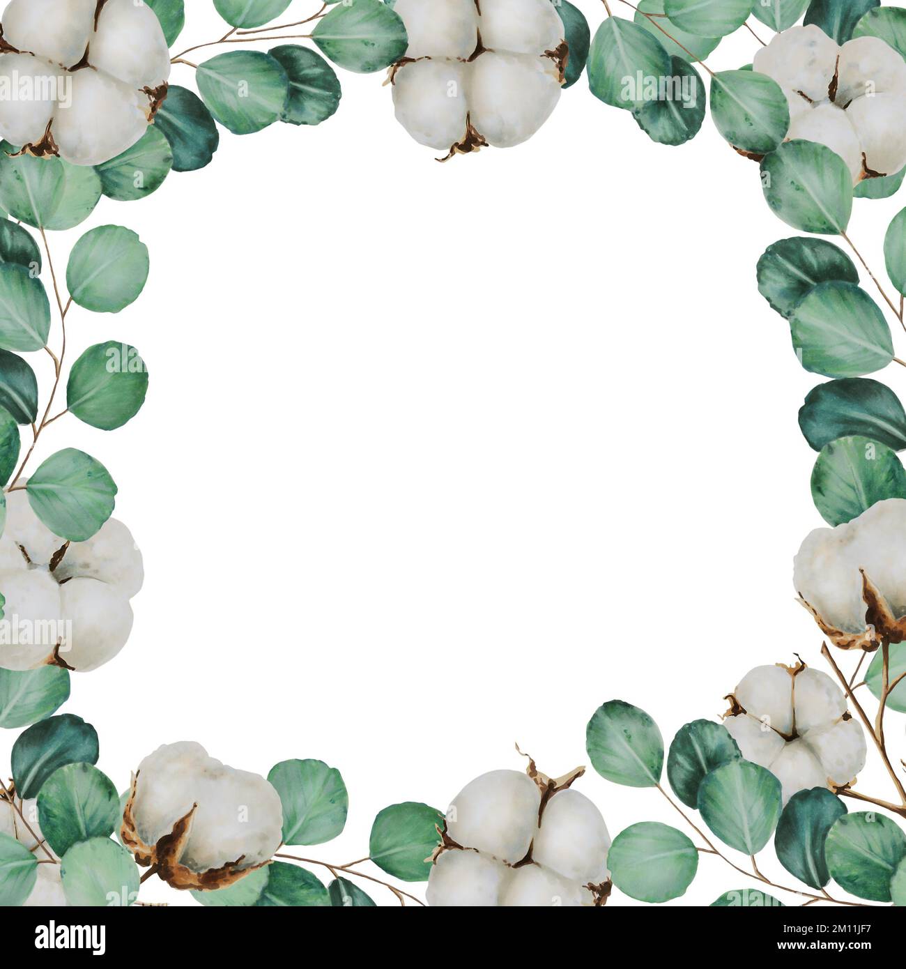Frame with cotton flowers and eucalyptus branches watercolor Stock ...