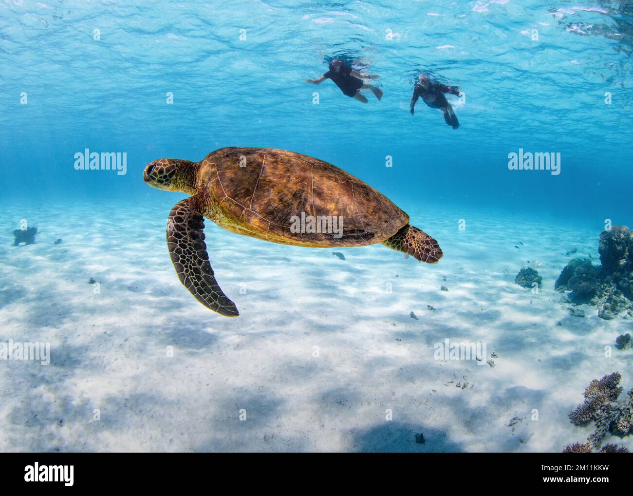 Shell Diver Turtle Turtle mask hi-res stock photography and images - Alamy