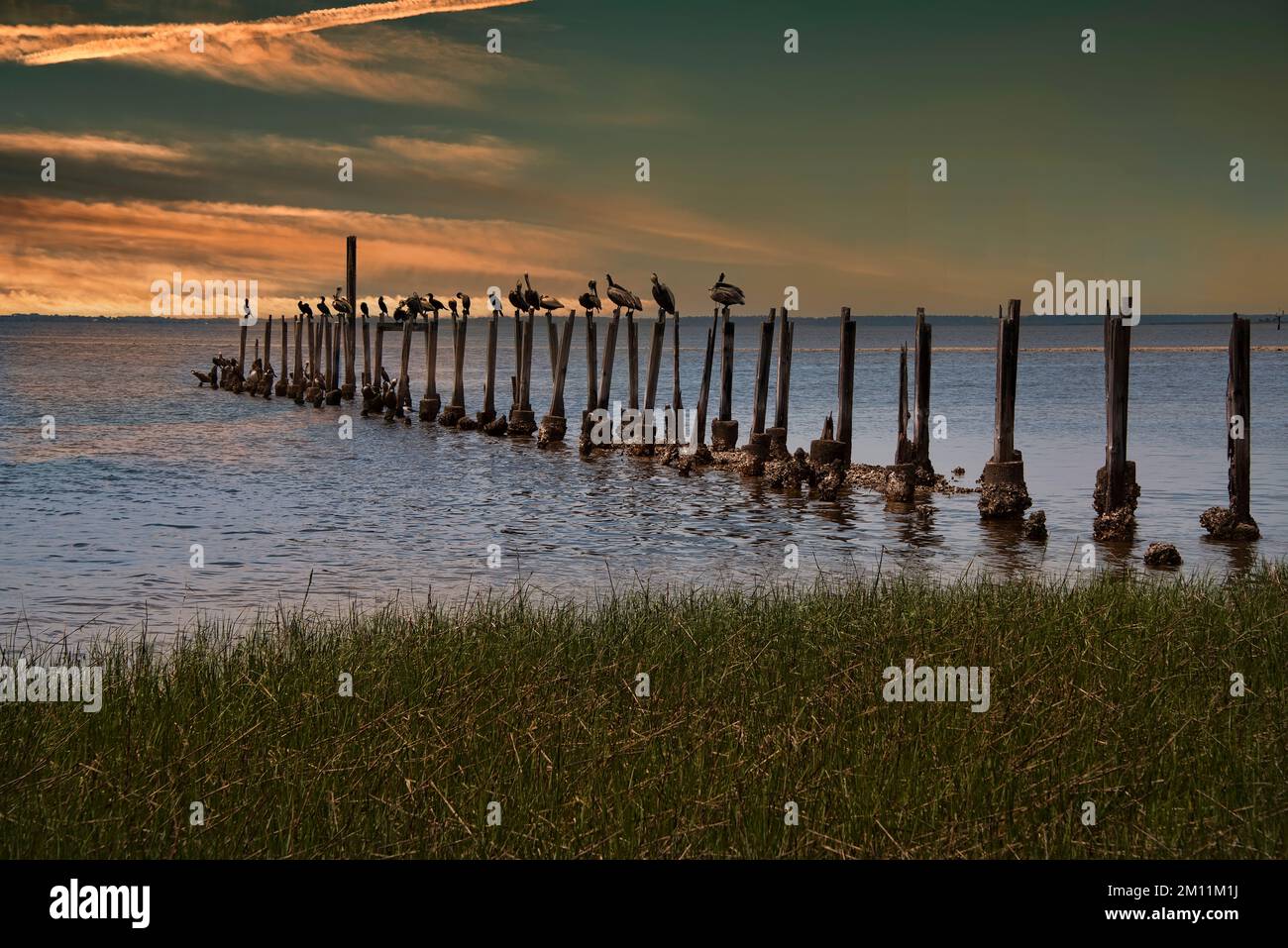 Birds resting on pylon on the Saint Marks River in Tallahassee, Florida Stock Photo