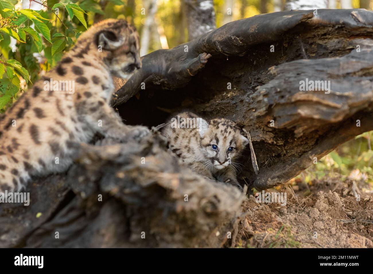 Cougar Kitten (Puma concolor) Paws on Log Sibling Sits In Autumn - captive animals Stock Photo