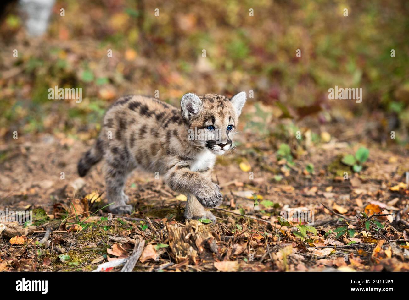 Cougar Kitten (Puma concolor) Trots Paw Up Autumn - captive animal Stock Photo