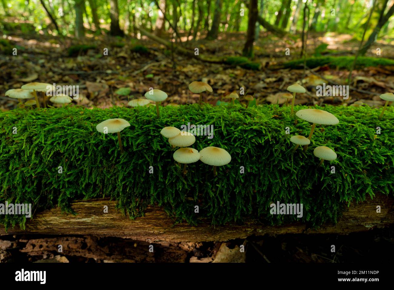 Small poisonous mushrooms on a dead tree in autumn in the forest, not edible, life-threatening Stock Photo