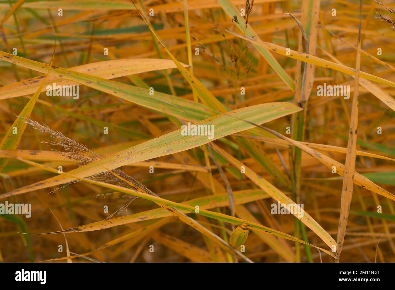 Beginning of autumn, yellow discolored tall reed grass Stock Photo - Alamy