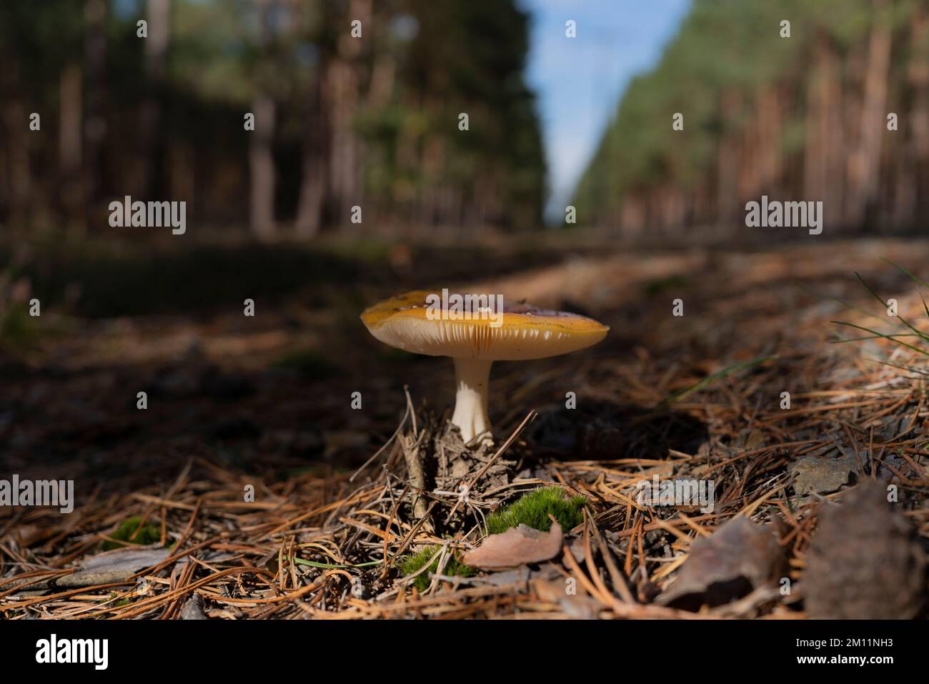 Beginning of autumn, mushroom in the forest, macro image Stock Photo