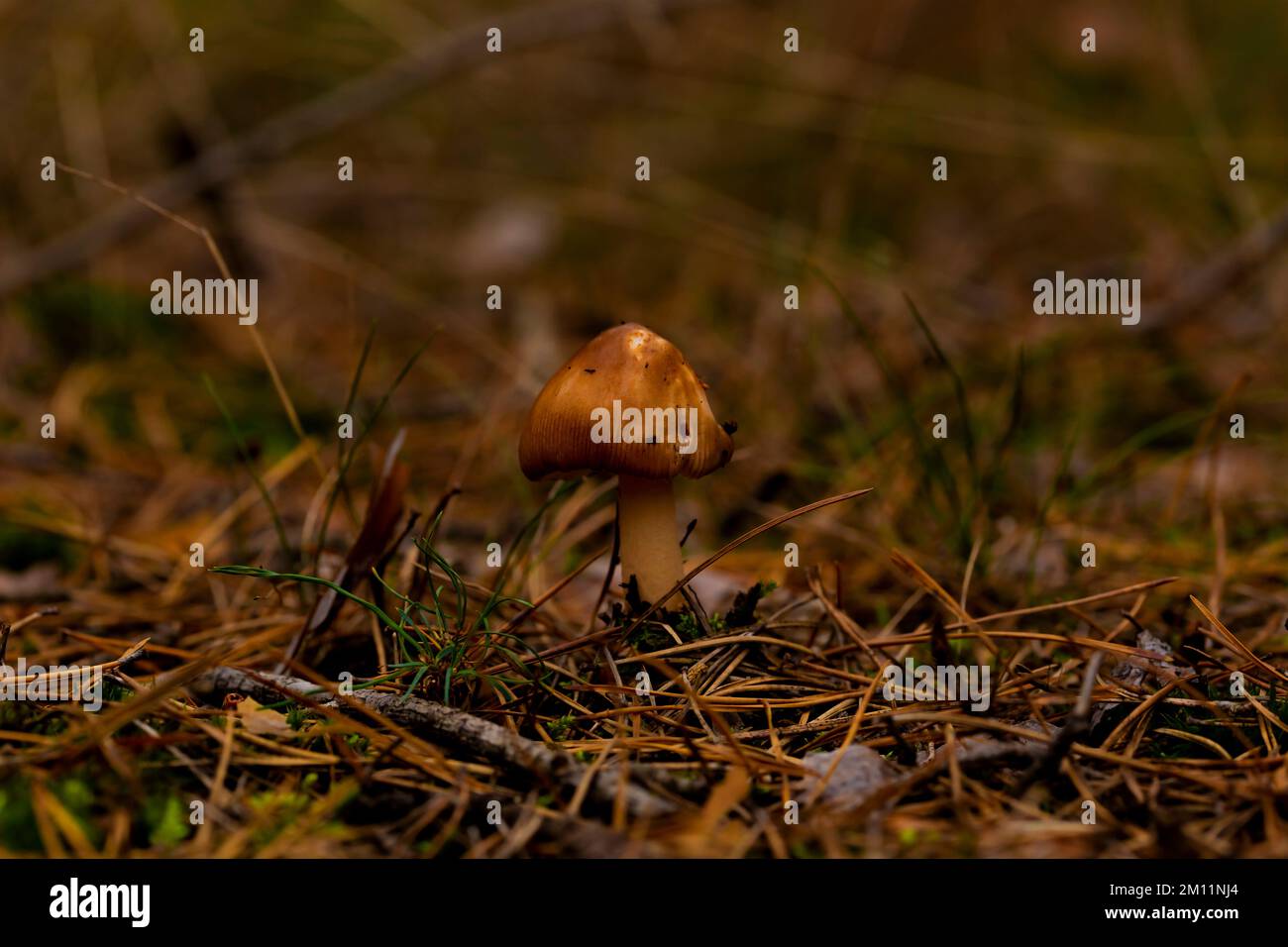 Very small young edible mushroom in the forest in autumn Stock Photo