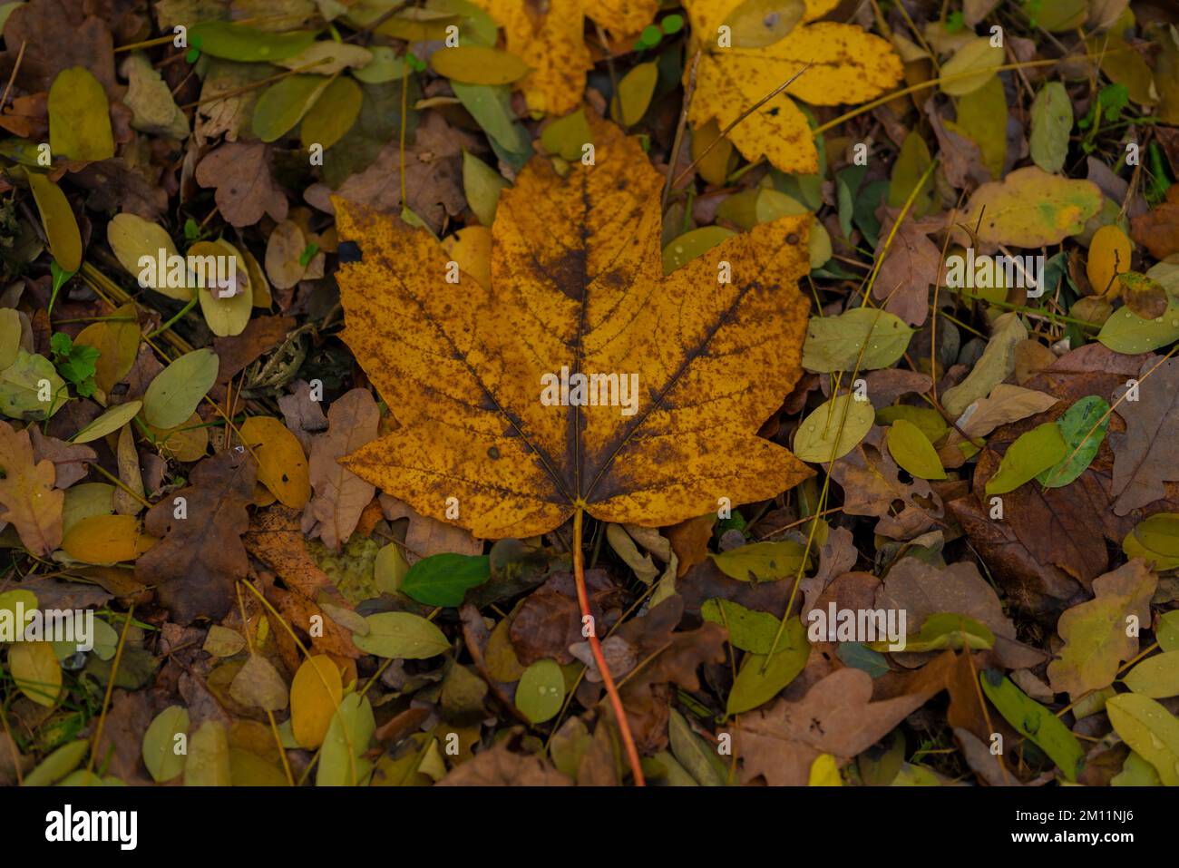Various discolored leaves in autumn on the ground hi-res stock ...