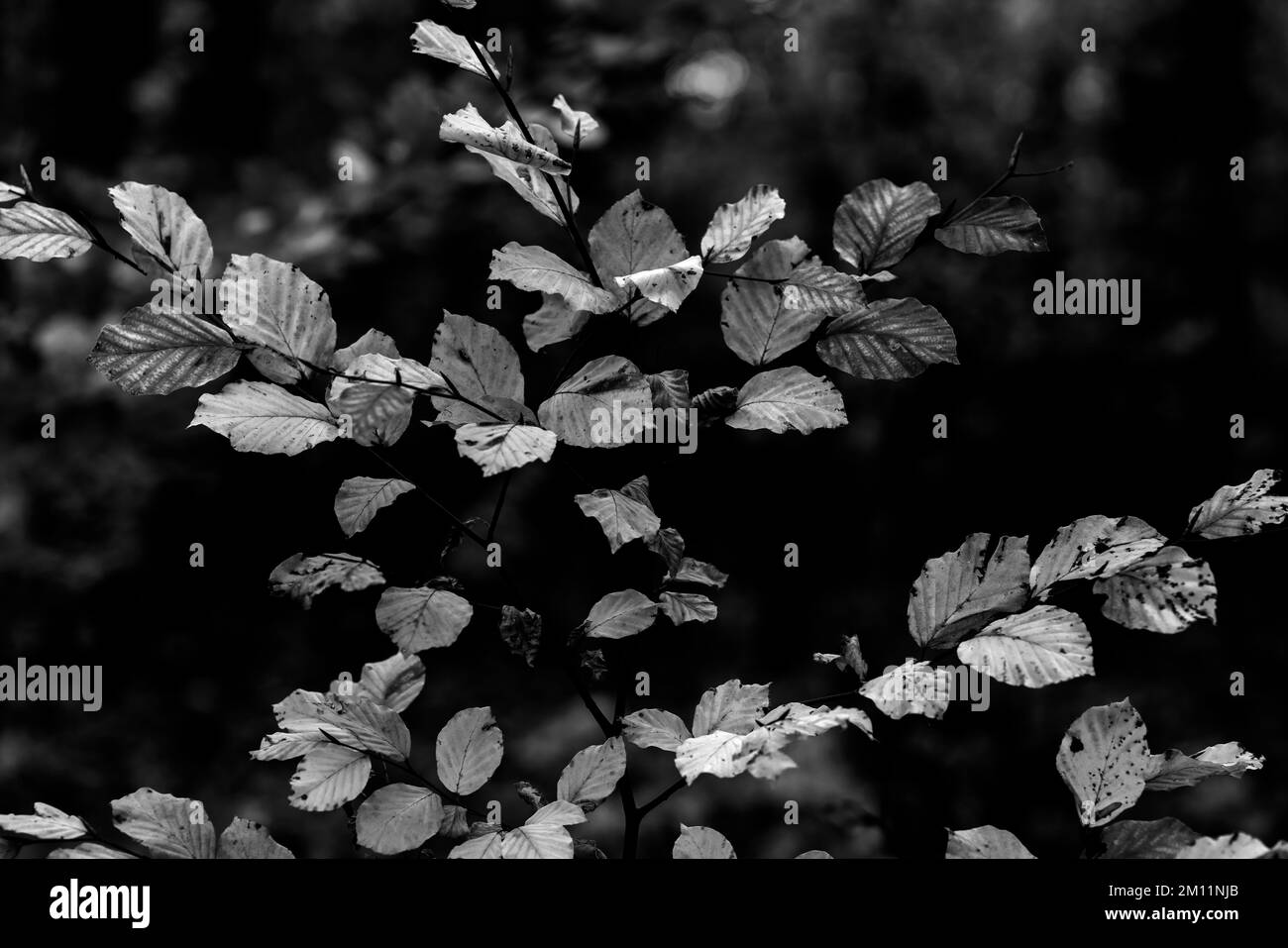 Small young beech tree in autumn in the forest, beautiful dark background, black and white Stock Photo