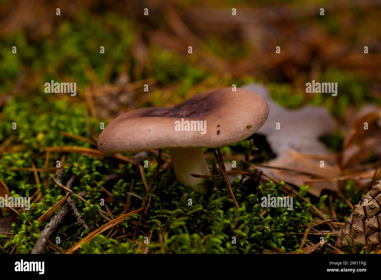 Non-edible mushroom in autumn in the forest Stock Photo