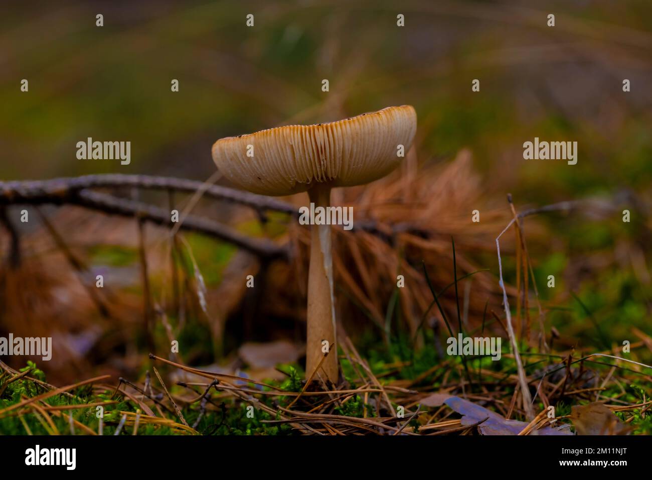 Very large non-edible mushroom in the forest in autumn Stock Photo