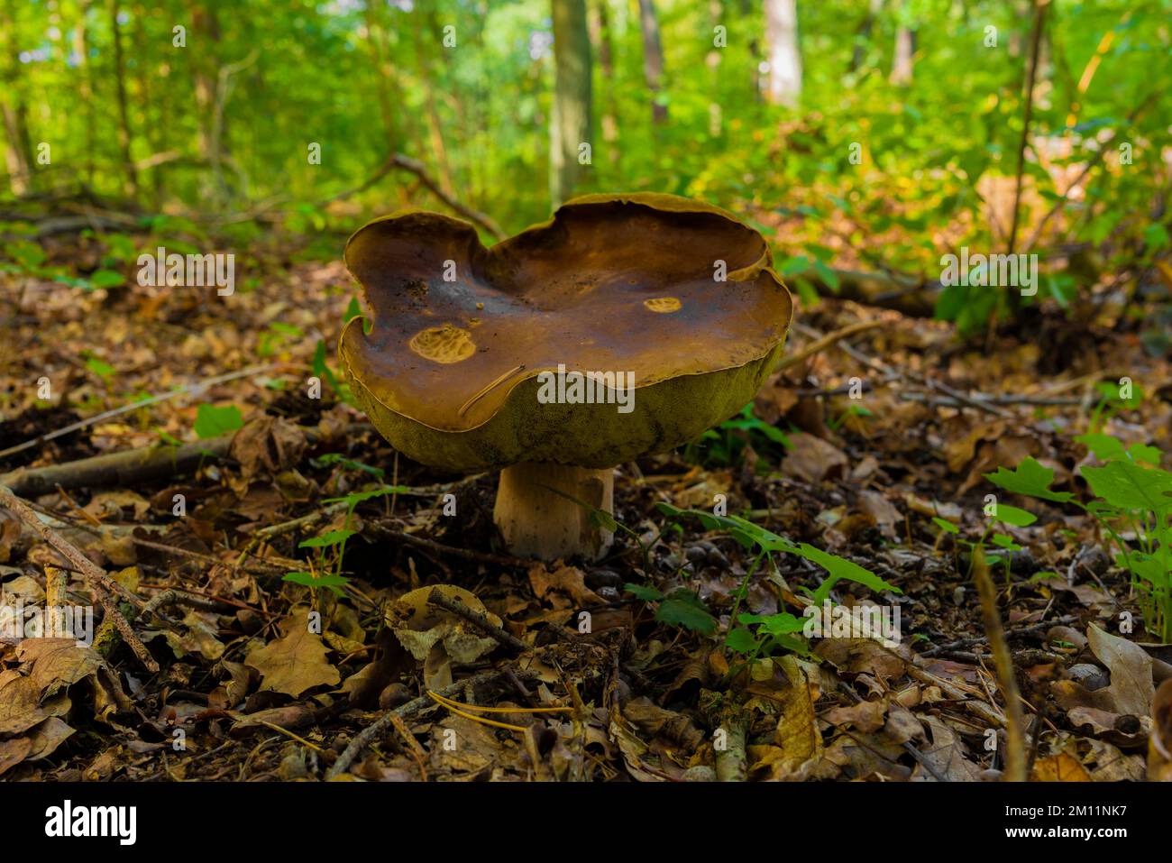Giant edible chestnut mushroom in autumn in the forest Stock Photo