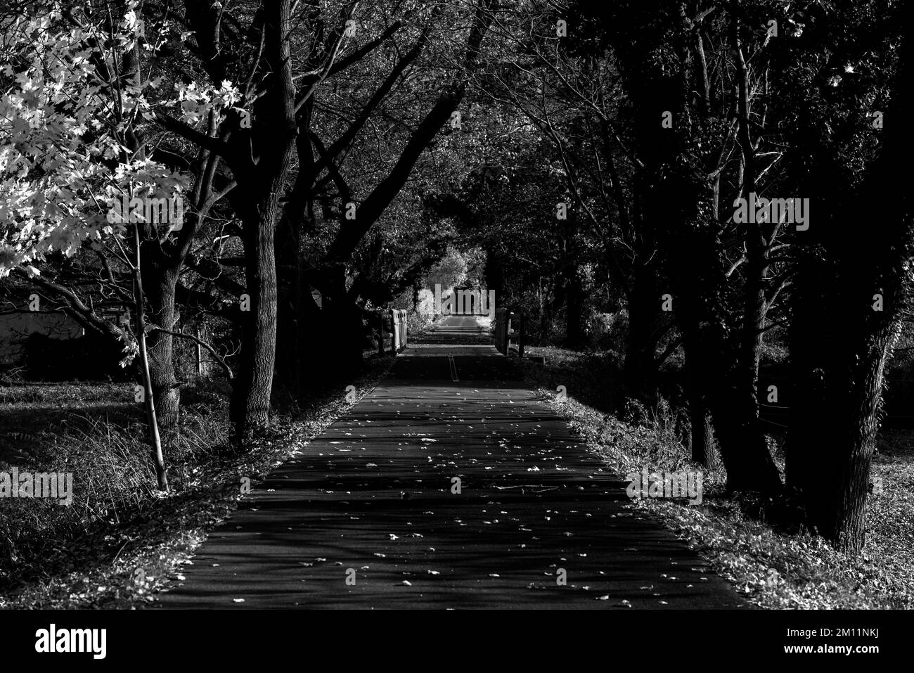 Cycle path in autumn on a sunny day in Germany, black and white Stock Photo