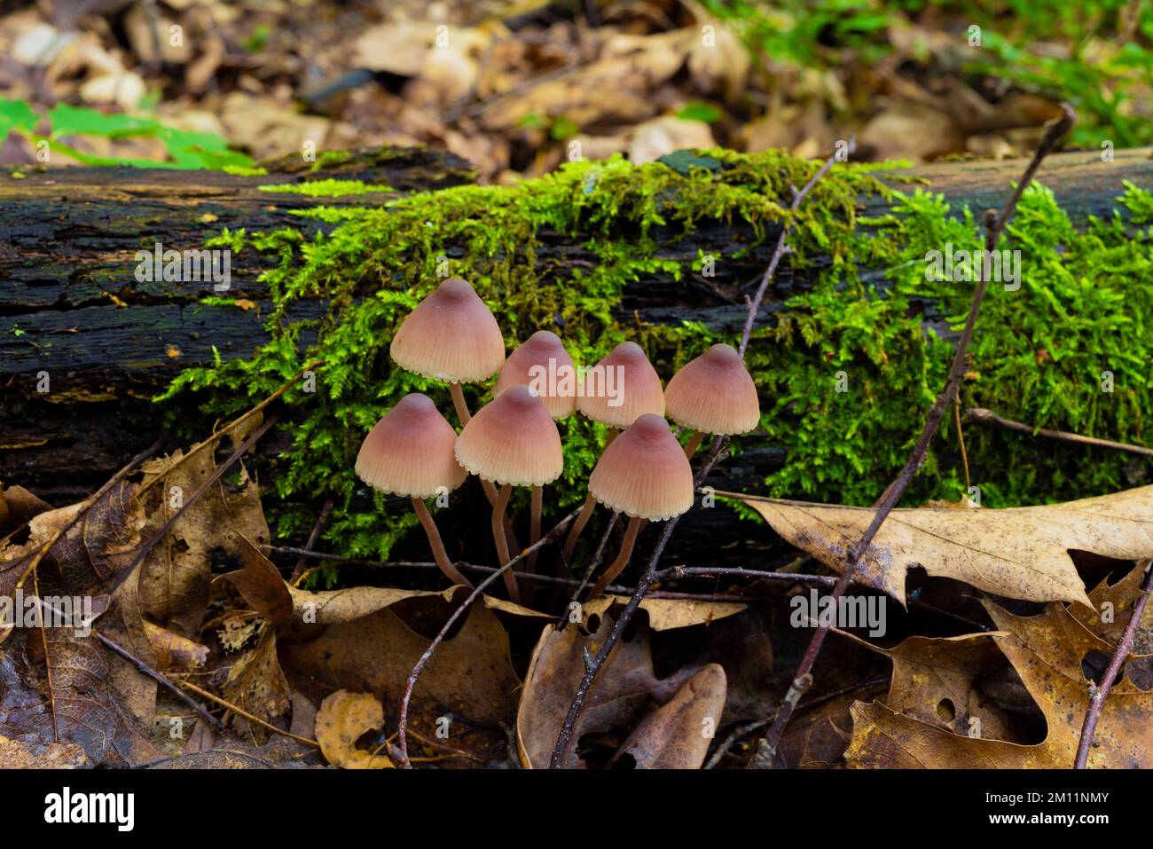 Poisonous mushrooms, 8 dangerous non-edible mushrooms in autumn in the forest Stock Photo