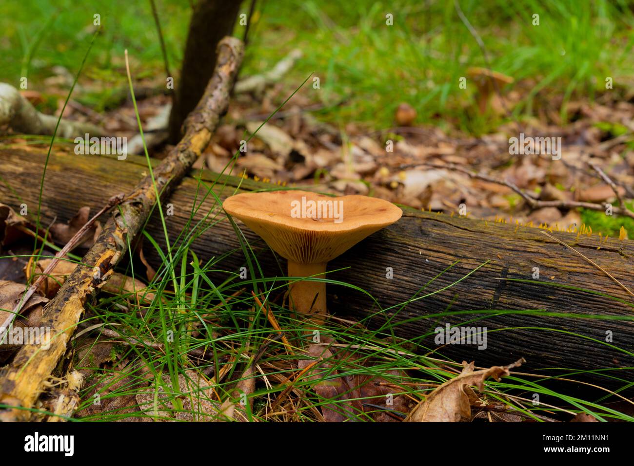 Poisonous mushroom, dangerous non-edible fungus in autumn in the forest Stock Photo