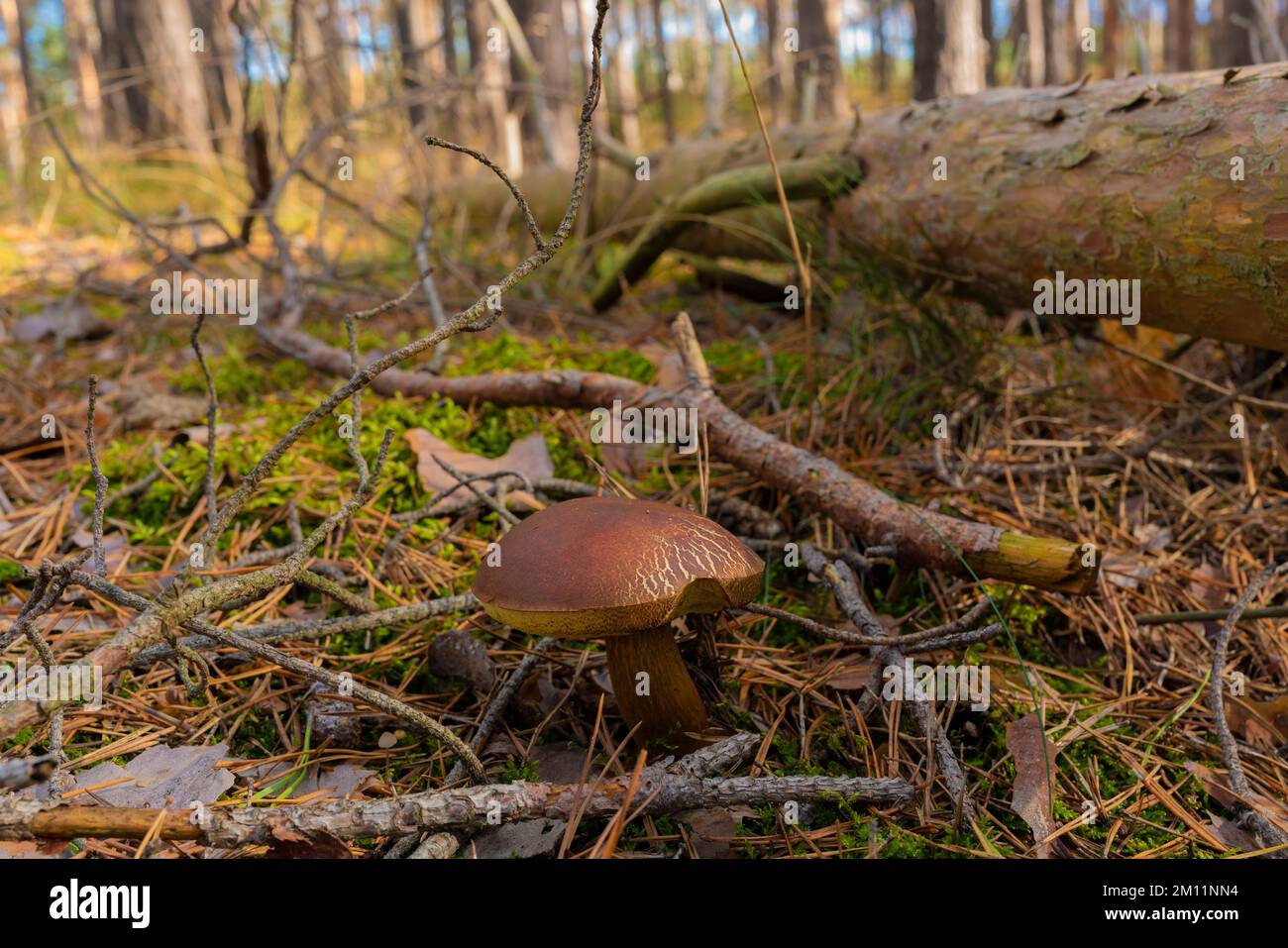 Edible mushroom, bay bolete in autumn in the forest Stock Photo