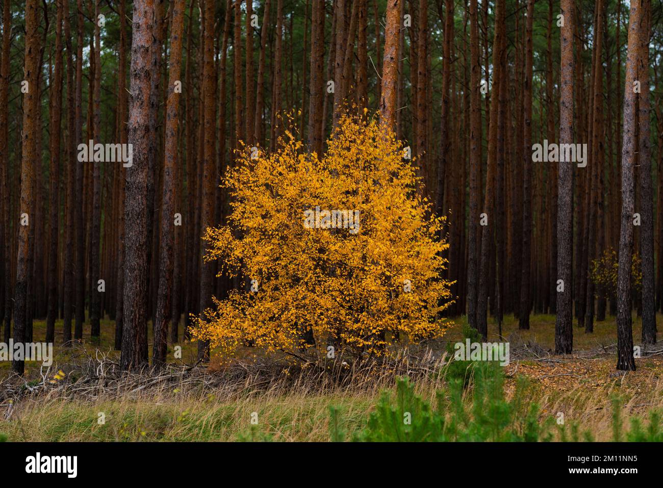Yellow discolored leaves in autumn on a deciduous tree, in the ...