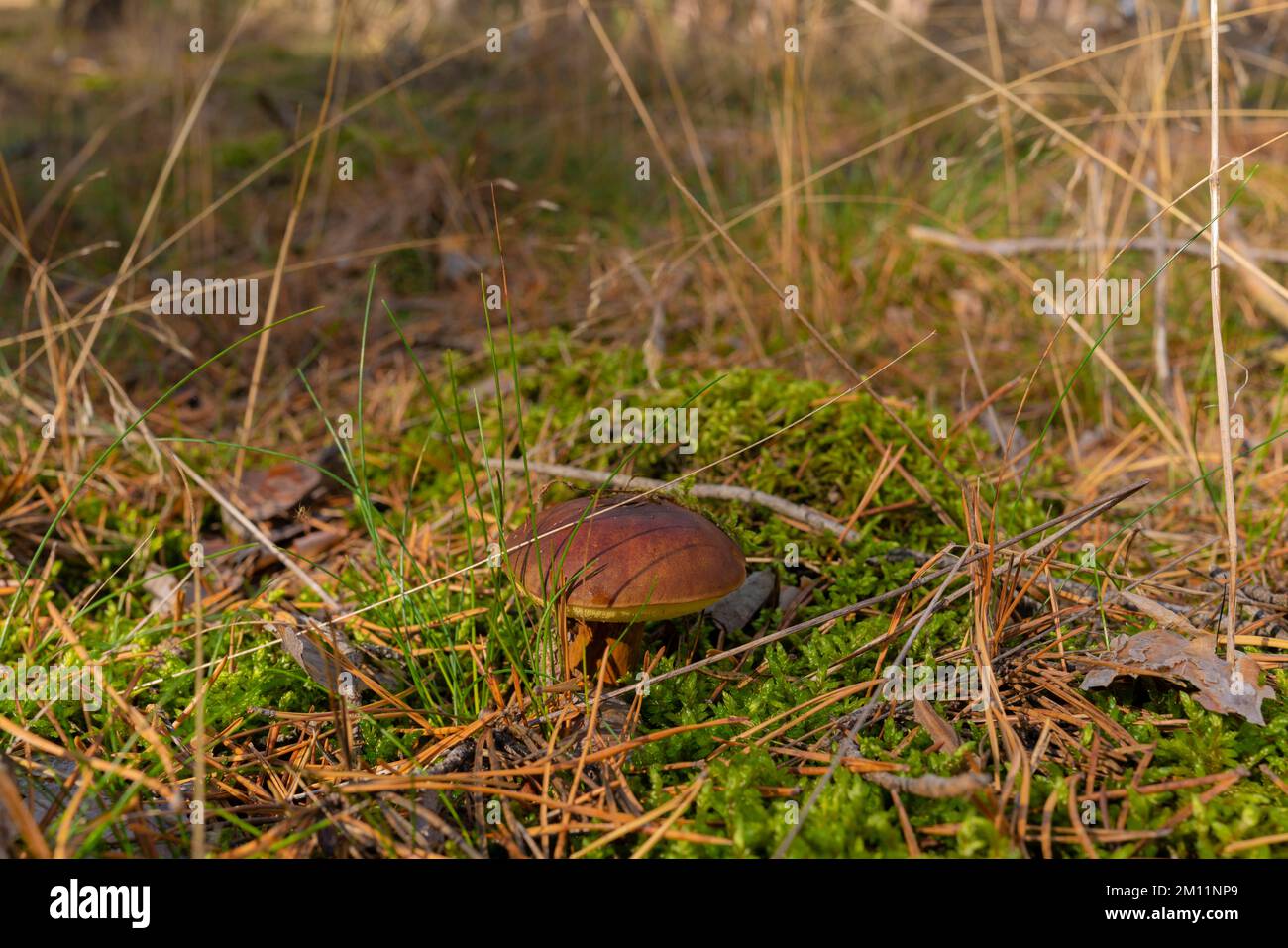 Edible mushroom, bay bolete in autumn in the forest Stock Photo