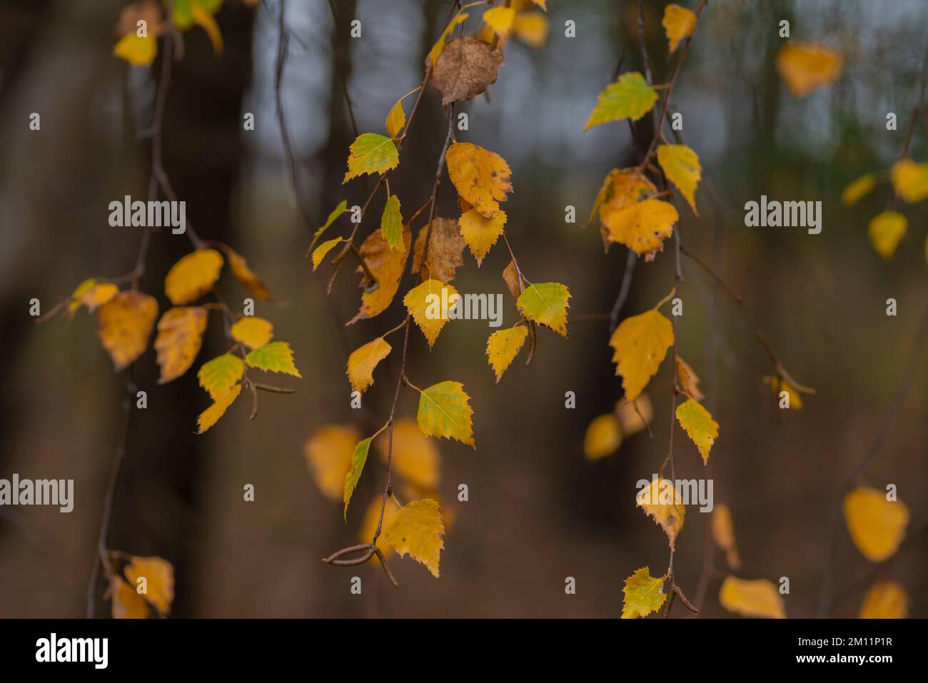 Close up of leaves of birch tree hi-res stock photography and images ...