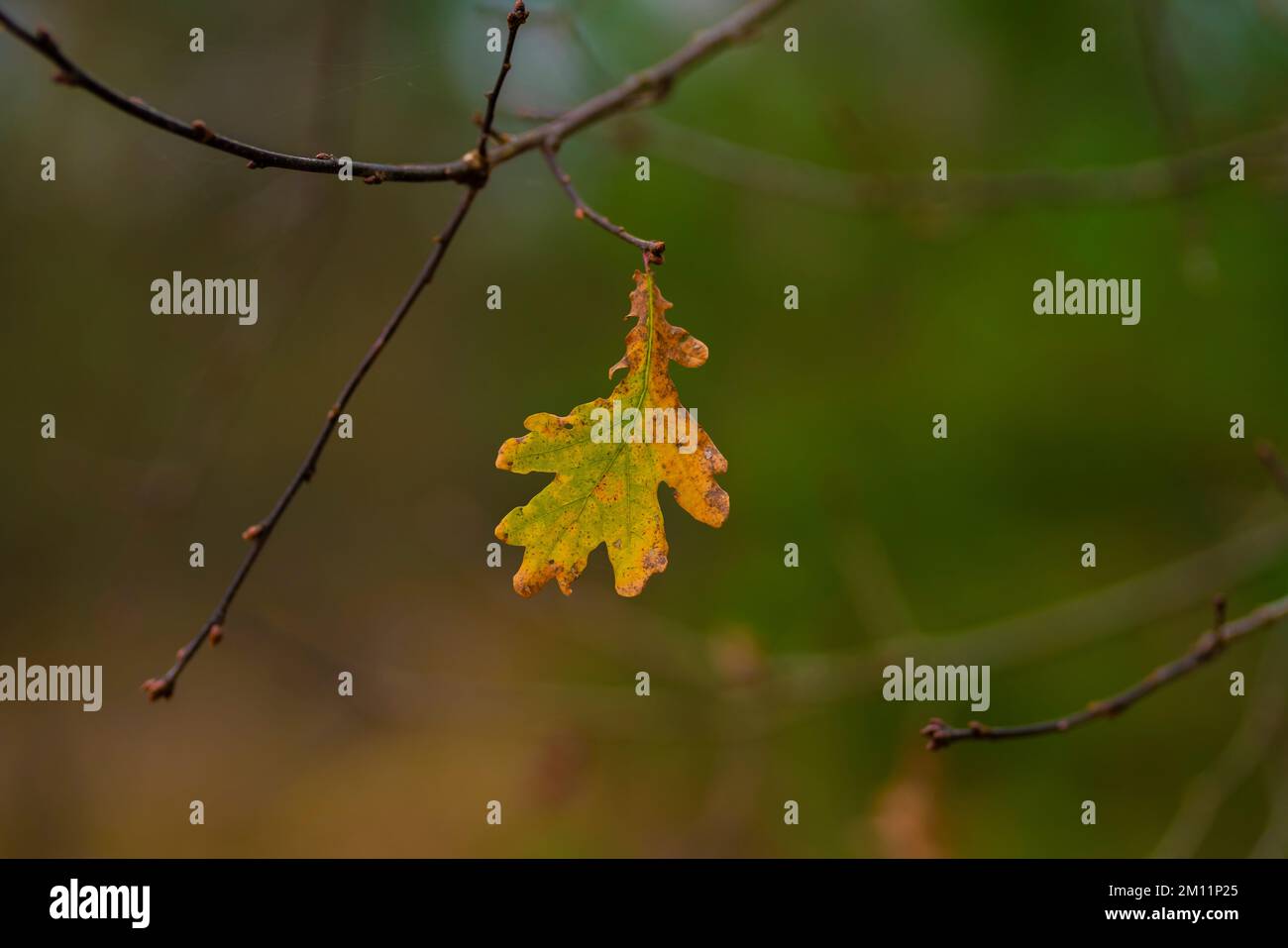 Falling oak tree in hi-res stock photography and images - Alamy