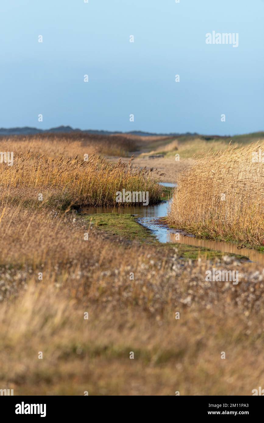 Reed, Wadden Sea, Dune Landscape, Wadden Sea National Park, Rømø Island