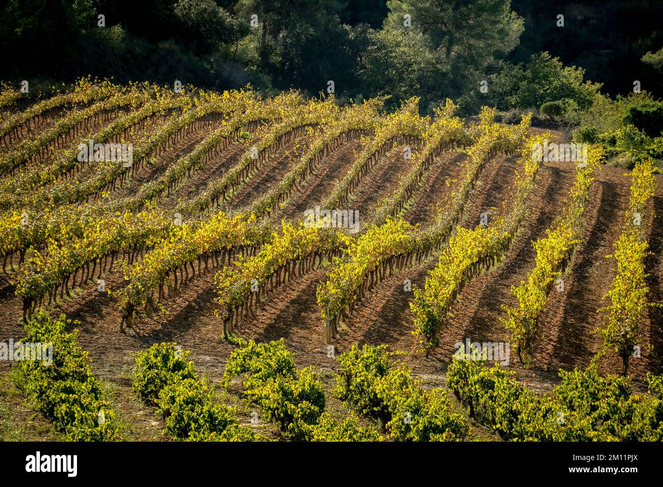 Landscape of vineyards during autumn in the wine-producing area of denomination of origin Penedes in the province of Barcelona Stock Photo
