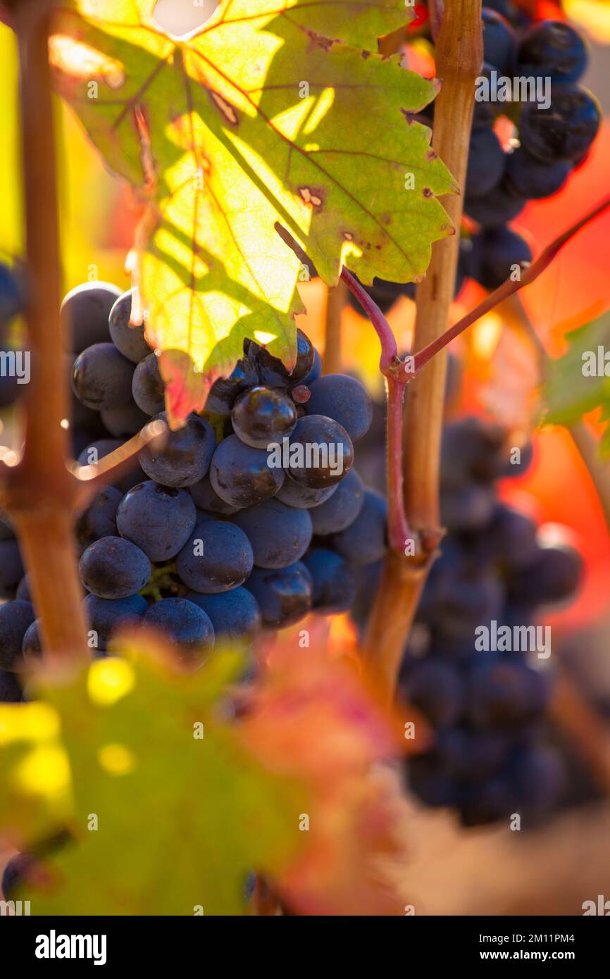 Grapes in vineyards in the area of denomination of origin La Rioja in Spain Stock Photo