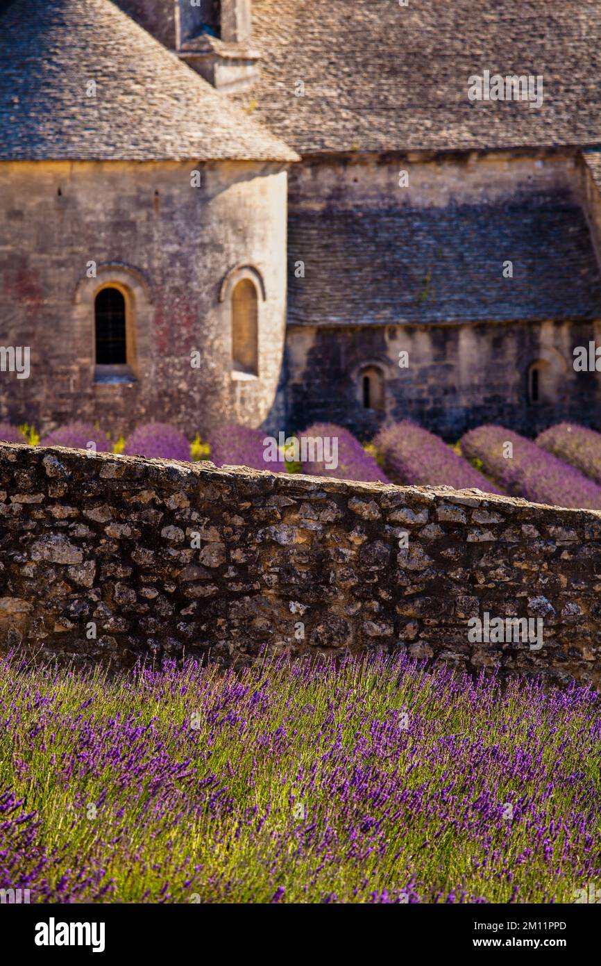 Senanque Abbey surrounded by lavender fields in French Provence Stock Photo Alamy