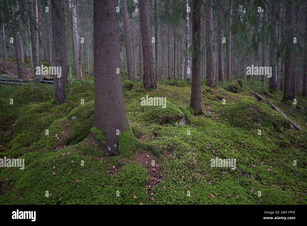 Sweden, Värmland, Degerfors, sprucetree forest with green mosscovered ground Stock Photo