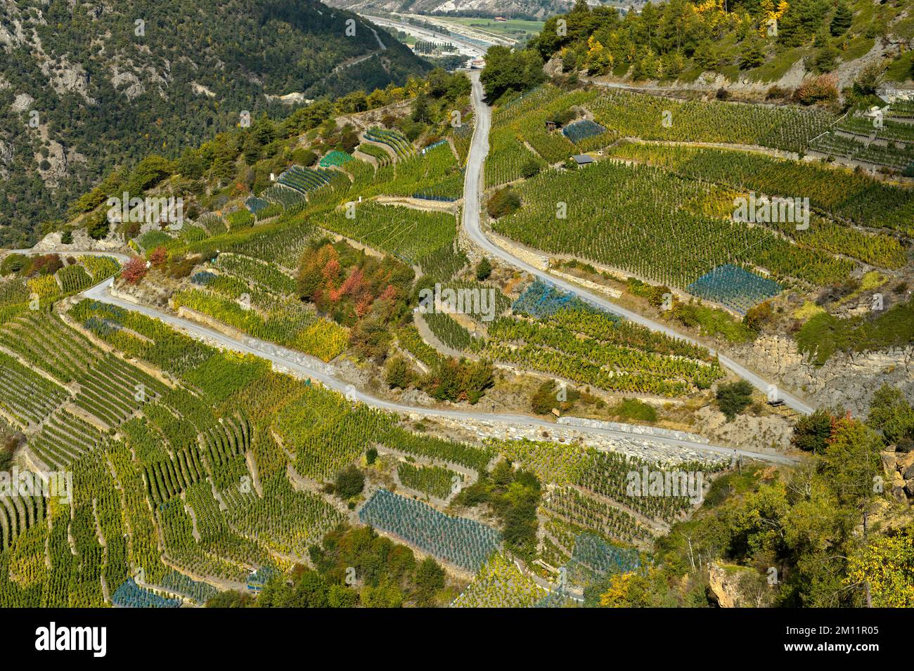 Vineyard terraces on steep slope at the highest vineyard of Switzerland, Bächij, Heydorf Visperterminen, Valais, Switzerland Stock Photo