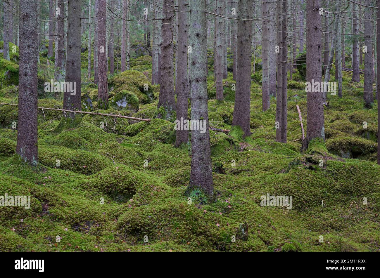 Sweden, Värmland, Degerfors, sprucetree forest with green mosscovered ground Stock Photo