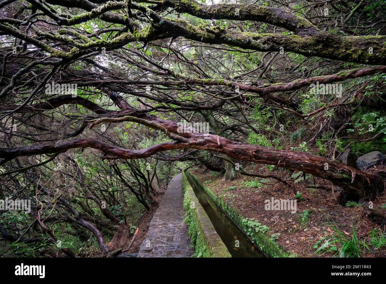 Hiking trail with levada near Rabaçal on Madeira Stock Photo